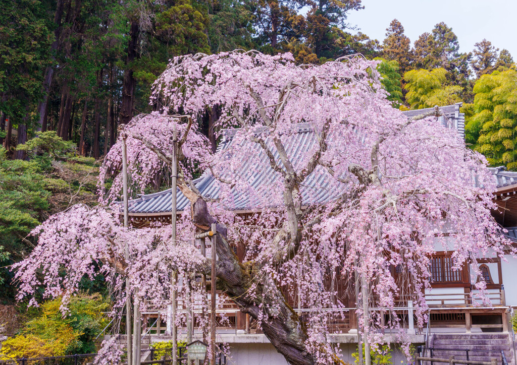 太平山・大山寺