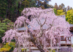 太平山・大山寺