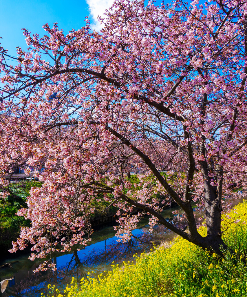 鷲宮・河津桜