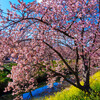 鷲宮・河津桜