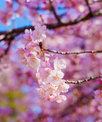 松田町・河津桜