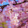 松田町・河津桜