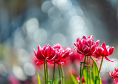 アンデルセン公園