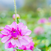 小鹿野・ダリア園