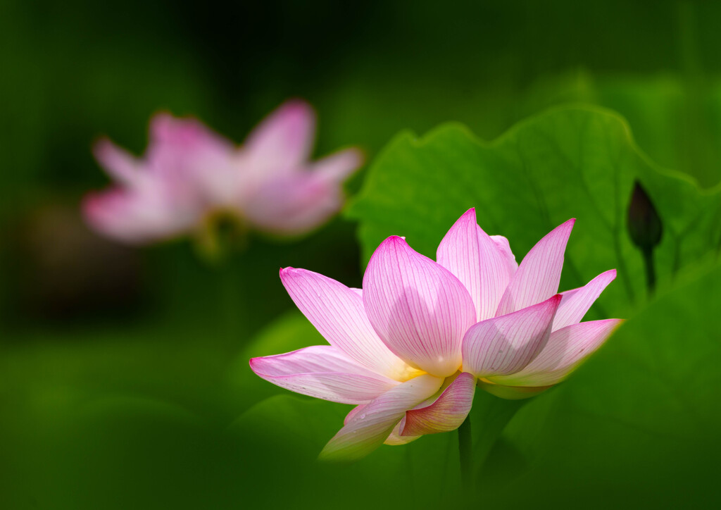 古河・蓮