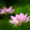 古河・蓮