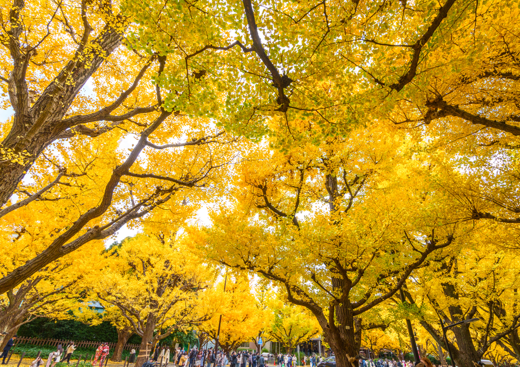 外苑・銀杏並木