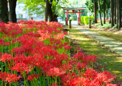 岩槻・笹久保神社