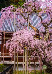 太平山・大山寺