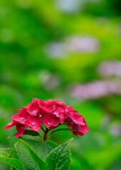 権現堂の紫陽花