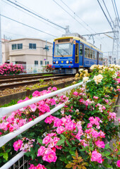 都電・バラ