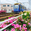 都電・バラ