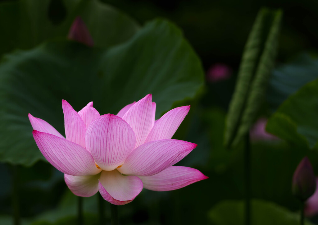 古河・蓮