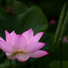 古河・蓮