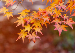 森林公園