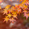 森林公園
