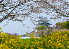 関宿城公園　３