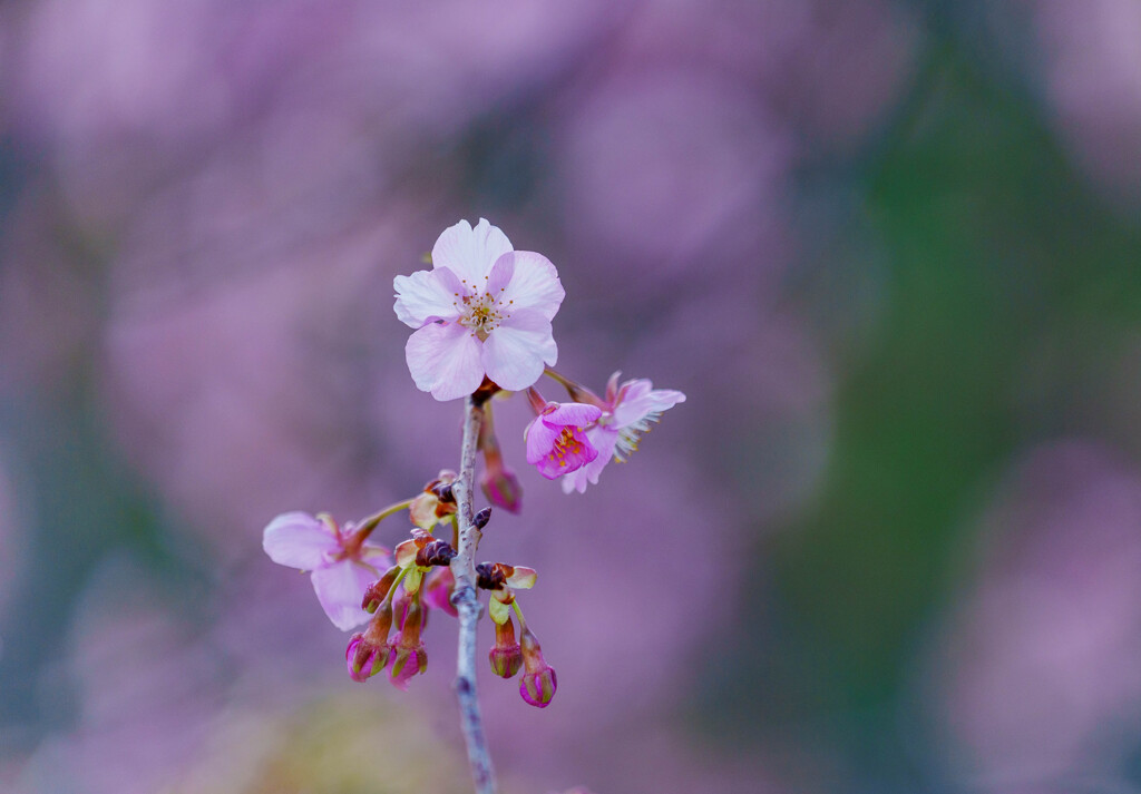 鷲宮・河津桜
