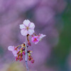 鷲宮・河津桜