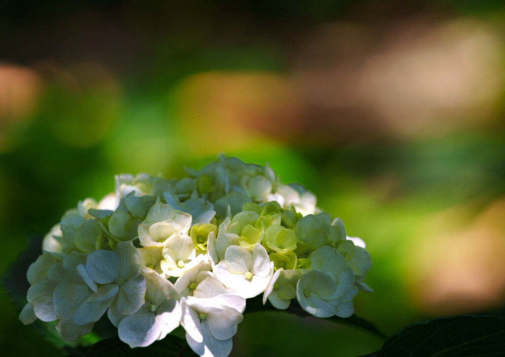 ホワイト紫陽花
