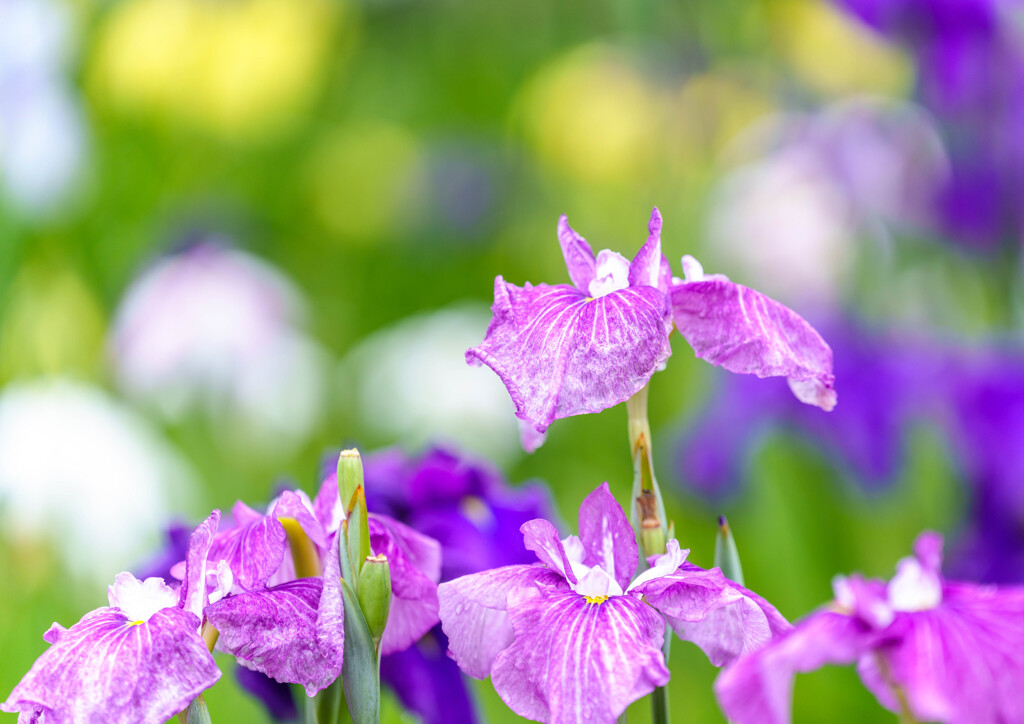 守谷・花菖蒲