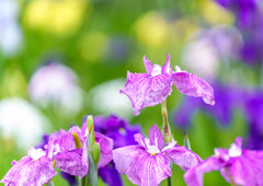 守谷・花菖蒲