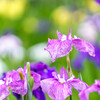 守谷・花菖蒲