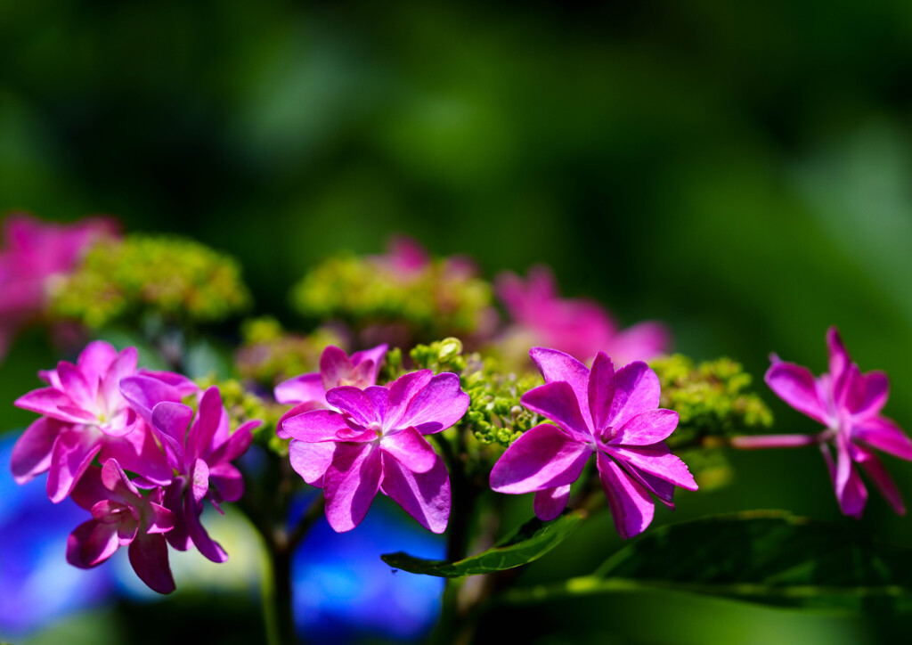 紫陽花