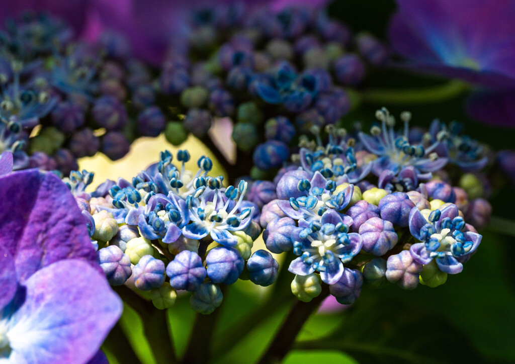 咲き始めた紫陽花