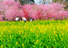 古河・花桃