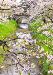 桜と橋