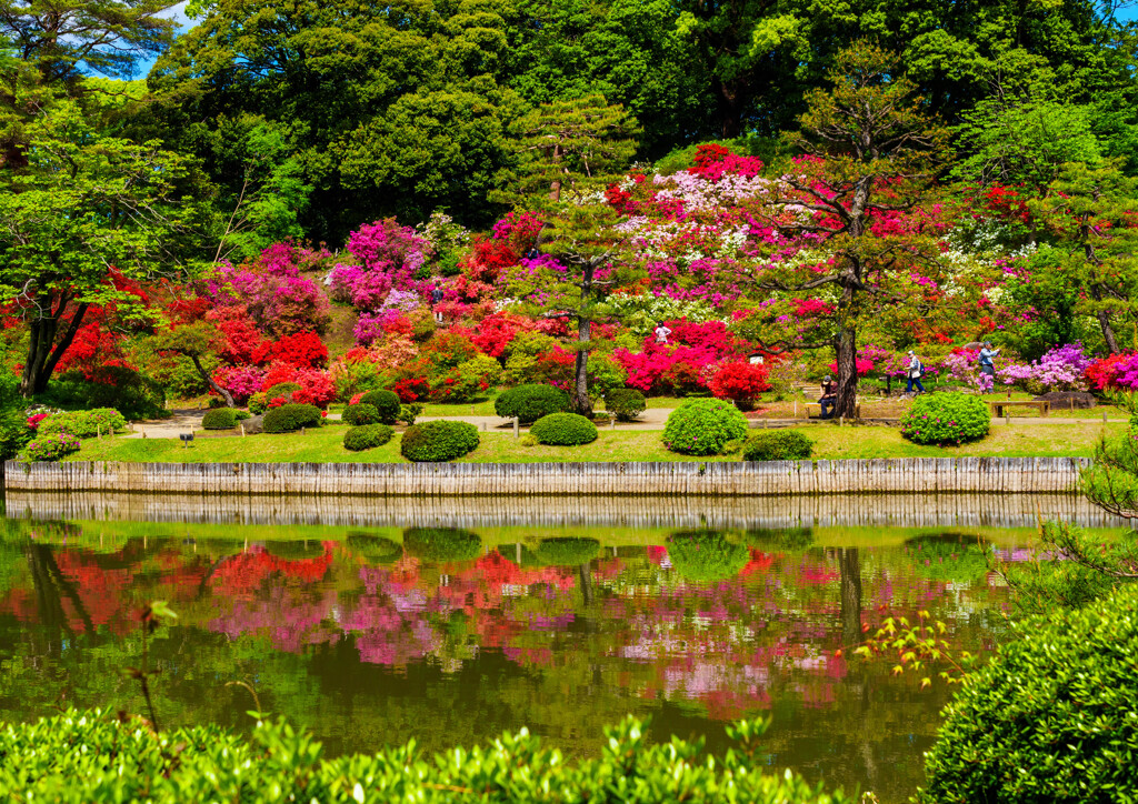 六義園のツツジ