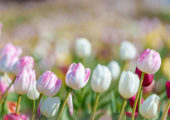 アンデルセン公園