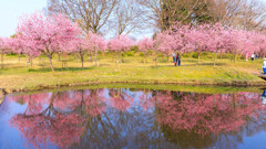 古河・花桃