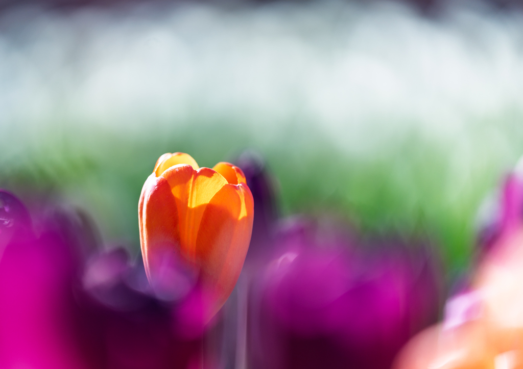 アンデルセン公園