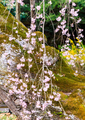 栃木・大山寺 4