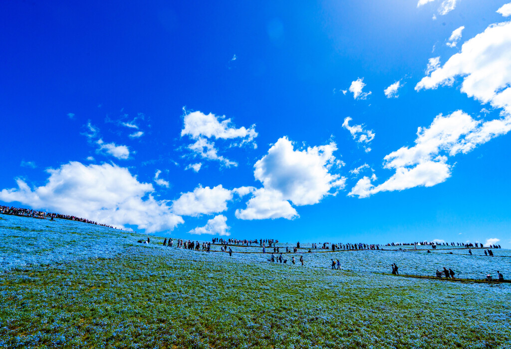 ひたち海浜公園