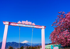 松田町・河津桜