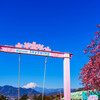 松田町・河津桜