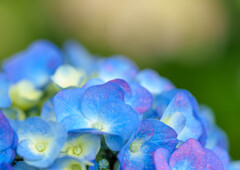 権現堂・紫陽花