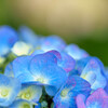 権現堂・紫陽花