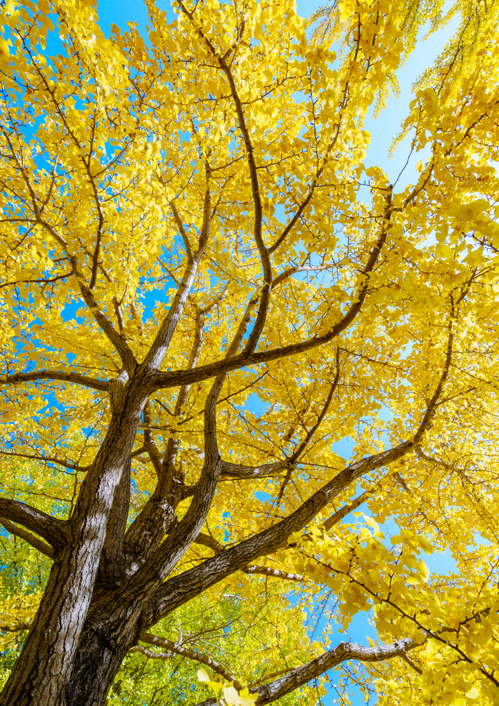 加須・花咲公園