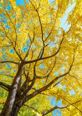 加須・花咲公園