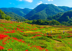 横瀬・彼岸花