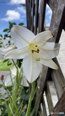 百合