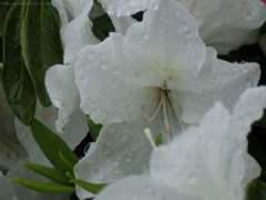 雨の中のつつじ