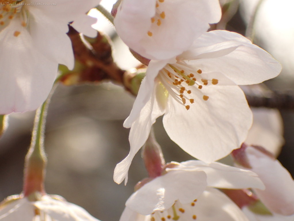 夕暮れの桜・３