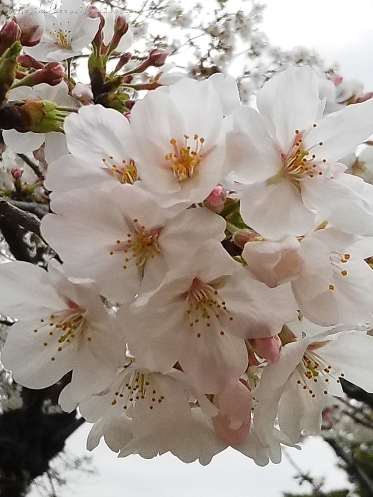 昼頃の満開の桜・１