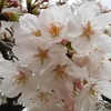 昼頃の満開の桜・１