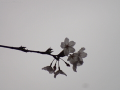 桜・雨の中の満開２